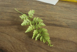 Sensitive Fern
leaf detail