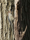 Red-bellied Woodpecker
MacBride Nature RA