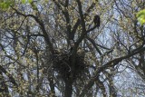 Bald Eagle nest
BBA Block 529