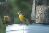 young male 
Baltimore Oriole