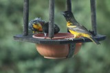 note injured ad male
Baltimore Oriole
