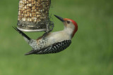 Red-bellied Woodpecke
BBA Block 529