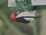 Red-headed Woodpecker
BBA Block 529