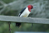 Red-headed Woodpecker
BBA Block 529