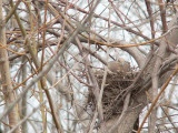 Mourning Dove on Nest
BBA Block 622