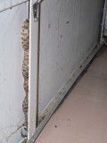 Fox Snake in Garage Door