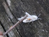 Virginian Tiger Moth
Spilosoma virginica