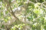 Black-crowned Night Heron
showing heat stress
Rookery at Bosque Farms NM