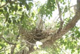 Great Egret on Nest
Rookery at Bosque Farms NM
