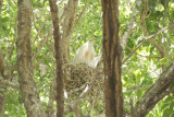 Cattle Egret on nest
Rookery at Bosque Farms NM