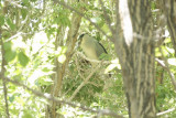 Black-crowned Night Heron
on nest
Rookery at Bosque Farms NM