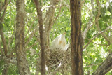 Cattle Egret on nest
Rookery at Bosque Farms NM