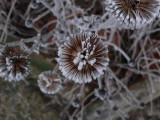 I love the asymmetry of 
the hoarfrost on coneflower head