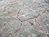 critter trails made visible after the snow melted
on the hoarfrost covered grass