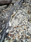 Rotten section of fallen tree,
heavily worked by woodpeckers