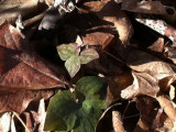 Hepatica acutiloba
Acute or Sharp-leafed Hepatica