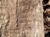 pattern in fallen tree