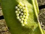 unknown insect eggs on redbud pods