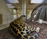 dallas world aquarium and zoological garden