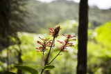 el yunque rain forest, puerto rico