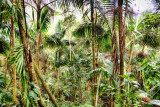 el yunque rain forest, puerto rico