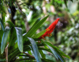 el yunque rain forest, puerto rico