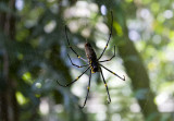 spider at kurranda skyrail station, australia
