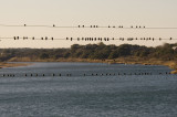 birds on a wire, llano, texas