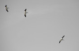 pelicans, colorado river, buchanan, texas