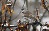 fieldfare (Turdus pilaris)