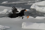 Steller Sea Eagle