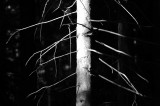 Branches III
