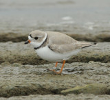 Piping Plovers, 20 Apr 11, Old Hickory Lake, Nashville, TN