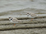 Piping Plover pair
