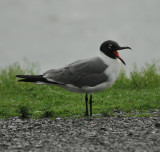 Laughing Gull