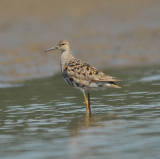 Reeve (female Ruff)