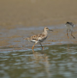 Reeve (female Ruff)