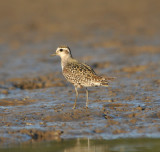 American Golden Plover