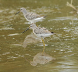 Stilt Sandpipers