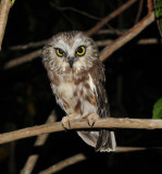 Northern Saw-whet Owl