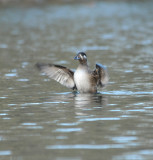 Surf Scoter