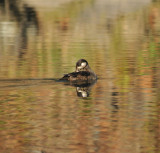 Surf Scoter