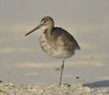 Willet