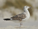 Great Black-backed Gull