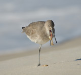 Willet puking