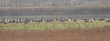 Geese 3 (right end of group, but not all birds in these 3 shots)
