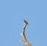 Olive-sided Flycatcher, Moss Island WMA, 18 May 12