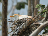 Cattle Egret, Woods Reservoir, 25 May 12