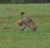 Red-tailed Hawk with Eastern Kingbird attacking