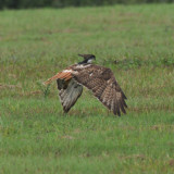 Red-tailed Hawk with Eastern Kingbird along for the ride